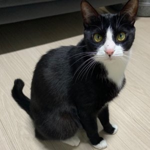 고양이 실종 코리아쇼트헤어 경기도 용인시 기흥구