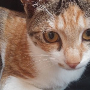 고양이 실종 코리아쇼트헤어 경기도 평택시