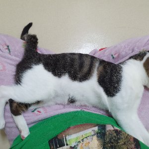 고양이 실종 코리아쇼트헤어 서울특별시 강동구