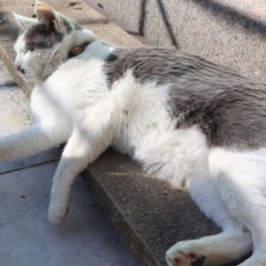 고양이 실종 코리아쇼트헤어 울산광역시 동구