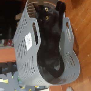 고양이 실종 코리아쇼트헤어 충청북도 괴산군