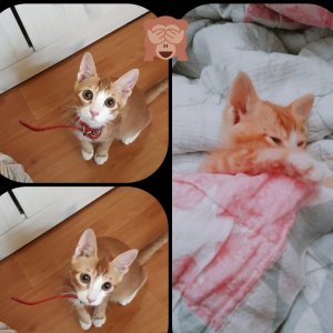 고양이 실종 코리아쇼트헤어 인천광역시 부평구