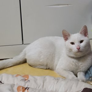 고양이 실종 코리아쇼트헤어 서울특별시 동대문구