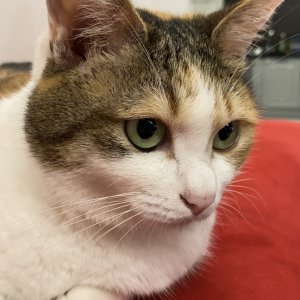 고양이 실종 코리아쇼트헤어 대전광역시 서구