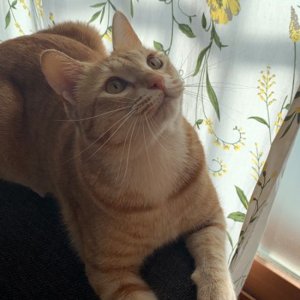 고양이 실종 코리아쇼트헤어 경기도 남양주시