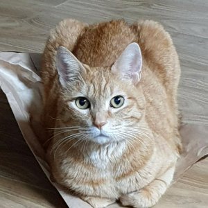 고양이 실종 코리아쇼트헤어 부산광역시 북구