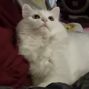고양이 실종 터키시앙고라 서울특별시 강동구
