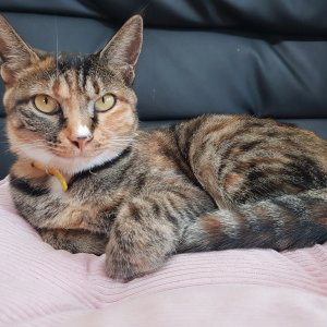 고양이 실종 코리아쇼트헤어 충청남도 예산군