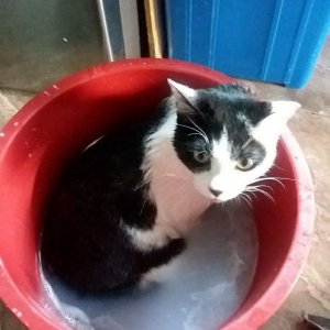 고양이 실종 코리아쇼트헤어 경기도 시흥시