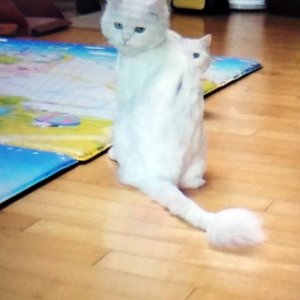 고양이 실종 터키시앙고라 부산광역시 북구