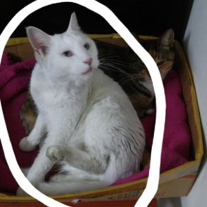 고양이 실종 터키시앙고라 서울특별시 강동구