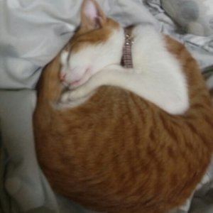 고양이 실종 코리아쇼트헤어 경기도 부천시 소사구