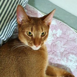 고양이 실종 아비시니안 경기도 안양시 동안구
