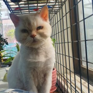 고양이 실종 페르시안 서울특별시 강북구