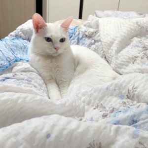 고양이 실종 터키시앙고라 경기도 안산시 단원구