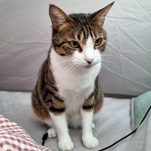 고양이 실종 코리아쇼트헤어 경기도 양주시