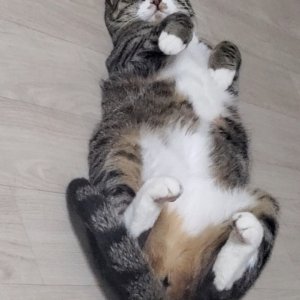 고양이 실종 코리아쇼트헤어 충청남도 당진시