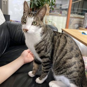 고양이 실종 코리아쇼트헤어 서울특별시 동대문구