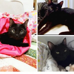 고양이 실종 코리아쇼트헤어 광주광역시 북구
