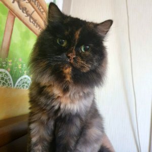 고양이 실종 페르시안 대구광역시 달서구