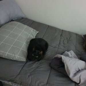 고양이 실종 코리아쇼트헤어 경기도 고양시 일산동구