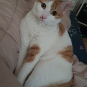 고양이 실종 코리아쇼트헤어 서울특별시 강동구