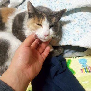 고양이 실종 코리아쇼트헤어 충청남도 공주시
