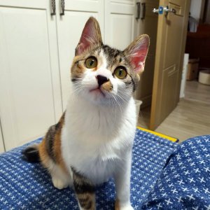 고양이 실종 코리아쇼트헤어 충청북도 청주시 청원구