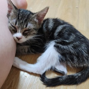 고양이 실종 코리아쇼트헤어 경기도 시흥시