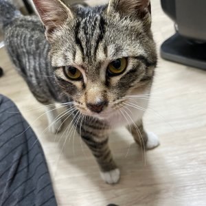 고양이 실종 코리아쇼트헤어 서울특별시 노원구