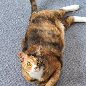 고양이 실종 코리아쇼트헤어 대전광역시 동구