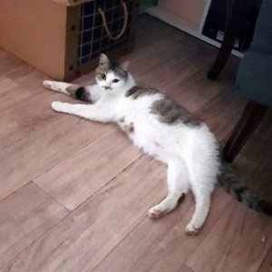 고양이 실종 코리아쇼트헤어 경상남도 김해시
