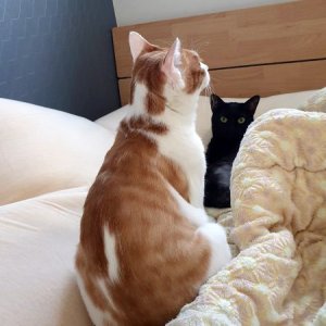 고양이 실종 코리아쇼트헤어 경기도 안산시 상록구