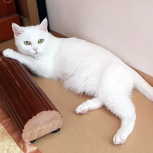 고양이 실종 터키시앙고라 경기도 남양주시