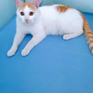 고양이 실종 코리아쇼트헤어 경기도 이천시