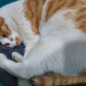 고양이 실종 코리아쇼트헤어 경기도 수원시 권선구
