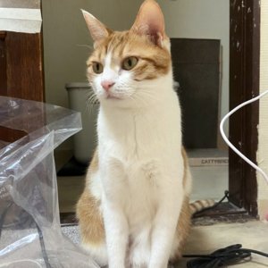 고양이 실종 코리아쇼트헤어 경기도 수원시 팔달구