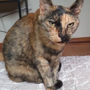고양이 실종 코리아쇼트헤어 인천광역시 중구