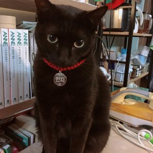 고양이 실종 코리아쇼트헤어 전라북도 전주시 완산구