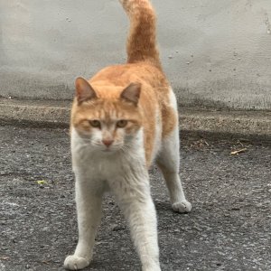 고양이 실종 코리아쇼트헤어 서울특별시 성북구