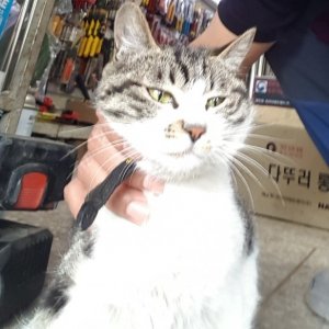 고양이 실종 코리아쇼트헤어 서울특별시 강서구