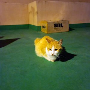 고양이 실종 코리아쇼트헤어 경기도 평택시