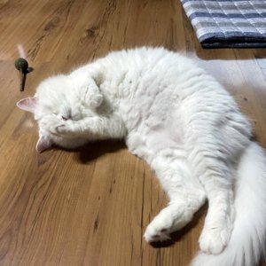 고양이 실종 터키시앙고라 강원도 원주시