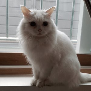 고양이 실종 터키시앙고라 울산광역시 남구