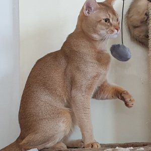 고양이 실종 아비시니안 경기도 고양시 덕양구