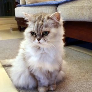 고양이 실종 페르시안 경기도 광주시