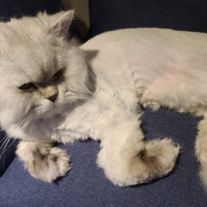 고양이 실종 페르시안 서울특별시 금천구