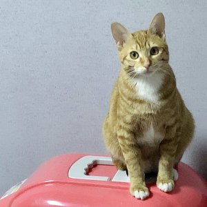 고양이 실종 코리아쇼트헤어 부산광역시 동래구