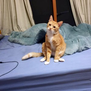 고양이 실종 코리아쇼트헤어 대전광역시 중구