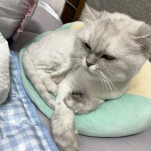 고양이 실종 페르시안 경기도 부천시 오정구